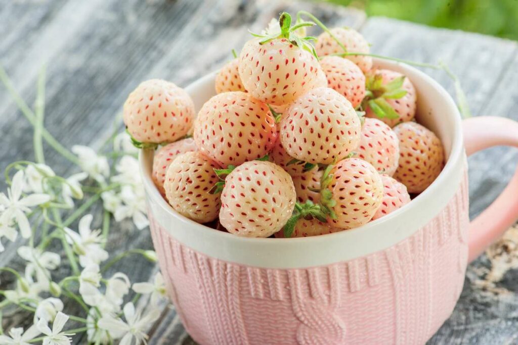 Un bol plein de pinèdes (fraises blanches).